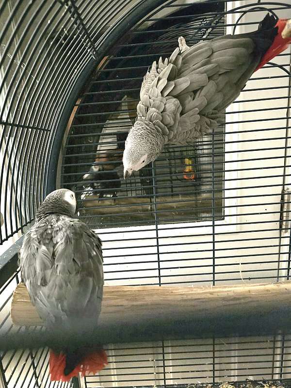 congo-african-grey-parrot-for-sale-in-monroe-oh