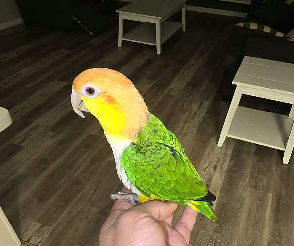 white-bellied-caique-for-sale-in-monroe-oh