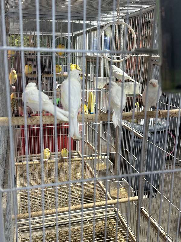 white-bird-for-sale-in-hagerstown-md