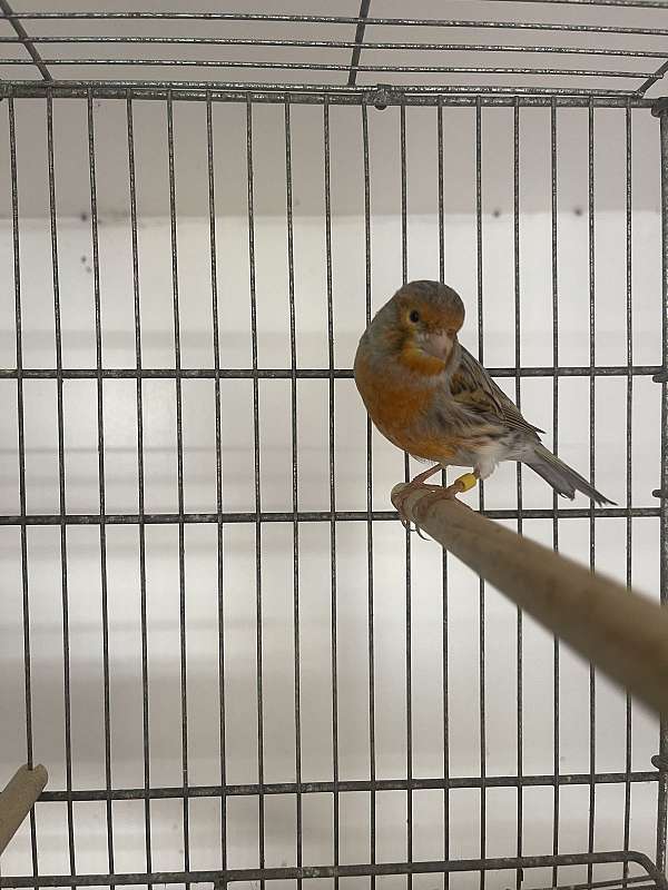 canary-for-sale-in-hagerstown-md