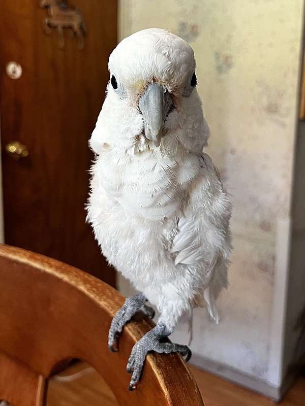 male-mixed-bird-for-sale-in-dade-city-fl