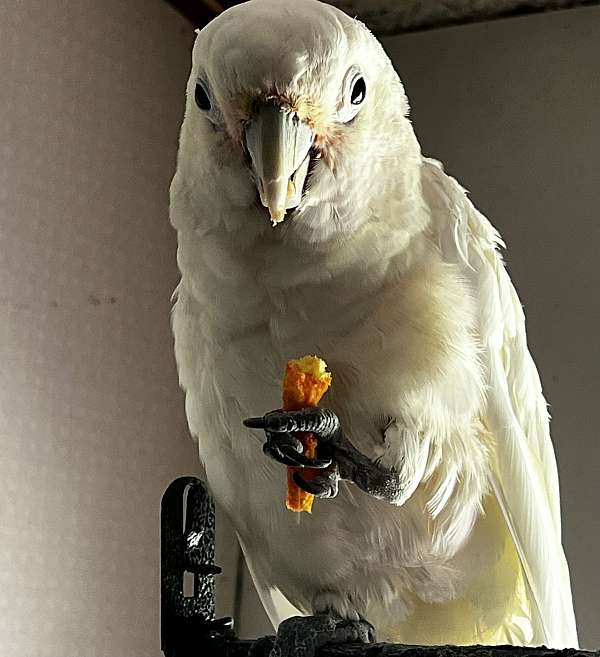 cockatoo-for-sale-in-dade-city-fl