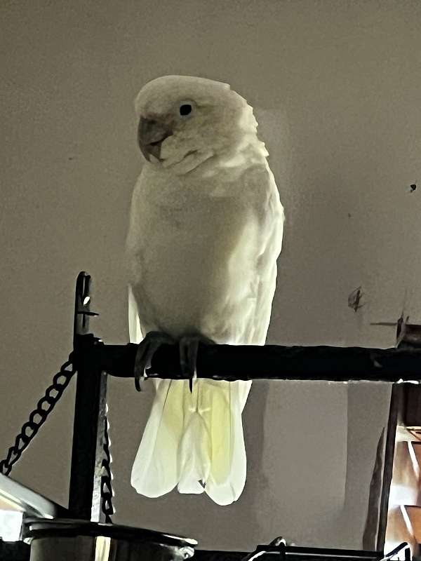 male-mixed-bird-for-sale-in-dade-city-fl