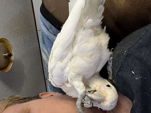 cockatoo-for-sale