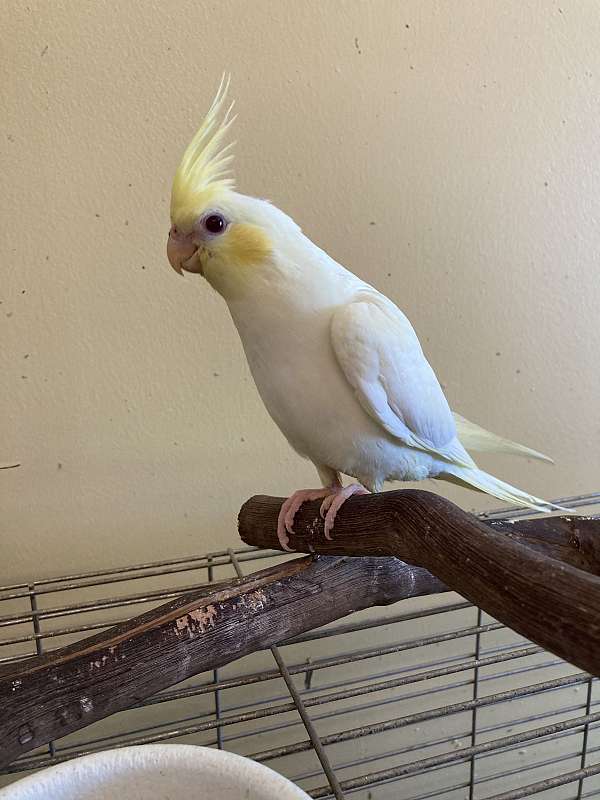 cockatiel-for-sale-in-greenfld-ctr-ny