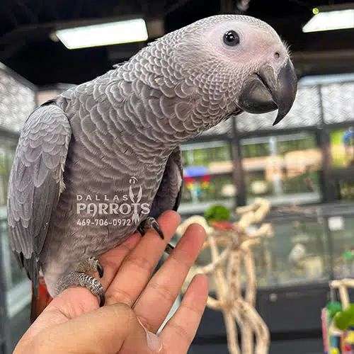 african-grey-parrot-for-sale-in-flower-mound-tx