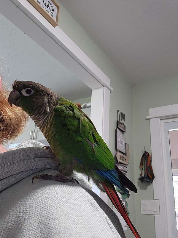 conure-for-sale-in-lewiston-id