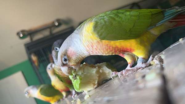 conure-for-sale-in-south-milwaukee-wi