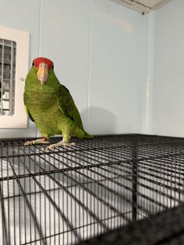 mexican-red-amazon-parrot-for-sale-in-new-york