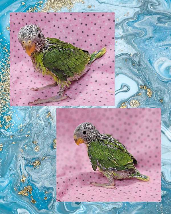 plum-head-parakeet-for-sale-in-pensacola-fl