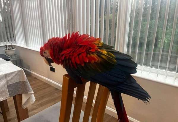 scarlet-macaw-for-sale-in-macon-ga