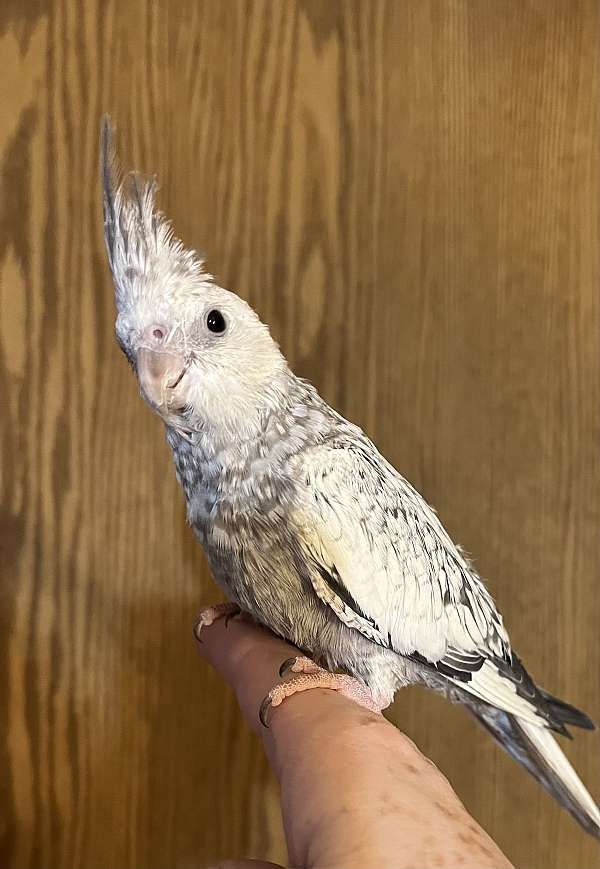 tame-bird-for-sale-in-new-cumberland-wv