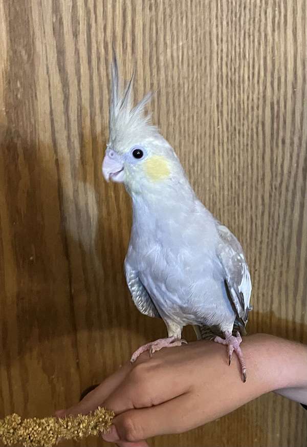 cinnamon-pearl-bird-for-sale-in-new-cumberland-wv