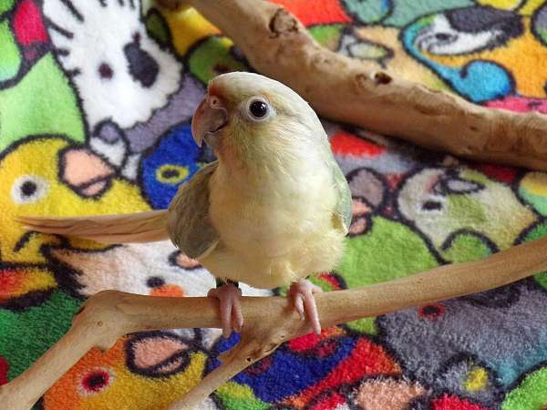 baby-bird-for-sale-in-winnsboro-tx