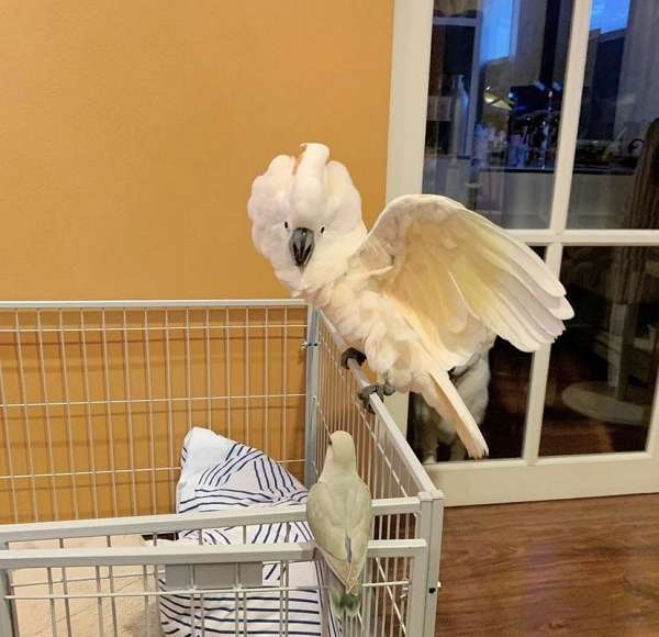 sulpher-crested-cockatoo-for-sale-in-minneapolis-mn