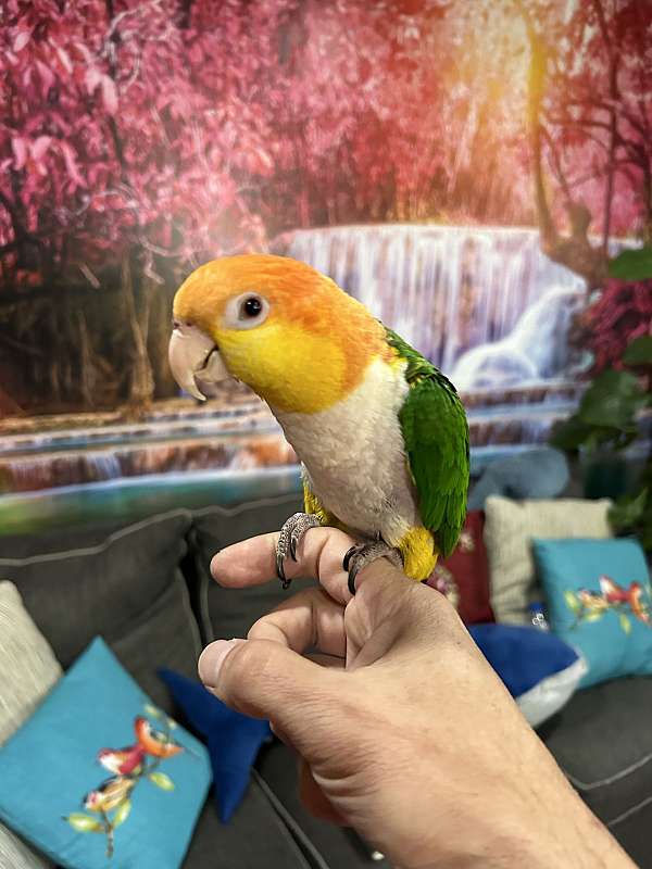 caique-white-bellied-caique-for-sale-in-columbia-md