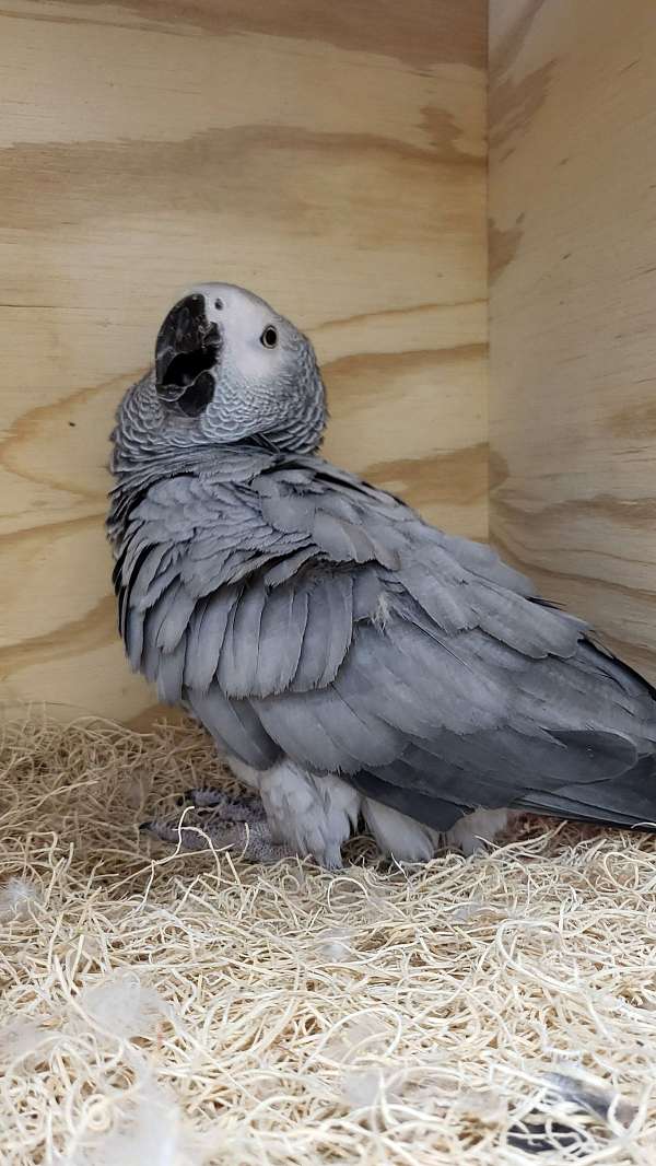 african-grey-parrot-for-sale-in-forney-tx