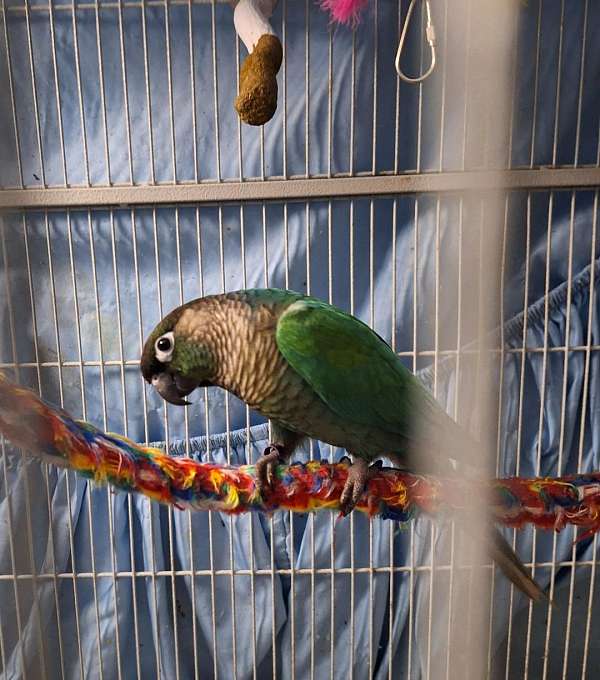 male-bird-for-sale-in-hampstead-md