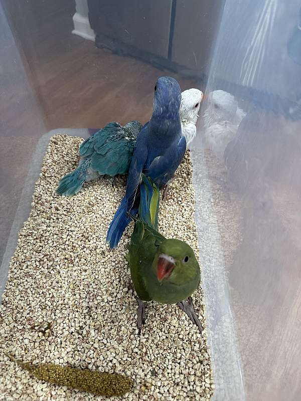 ringneck-parakeet-for-sale-in-south-windsor-ct