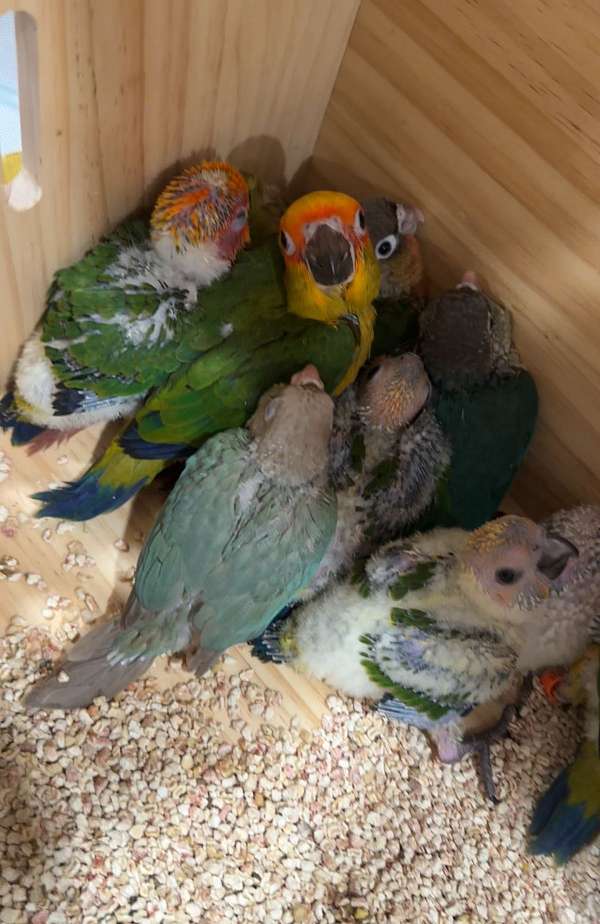 sun-conure-for-sale-in-south-windsor-ct