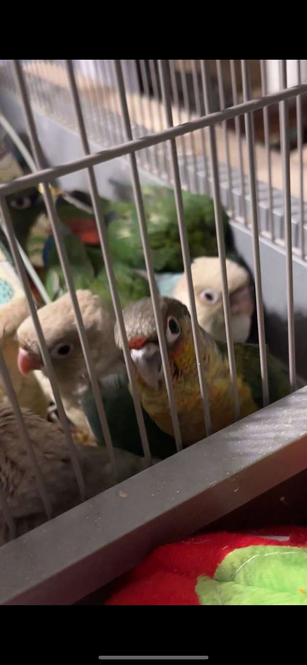 conure-green-cheek-conure-for-sale-in-south-windsor-ct
