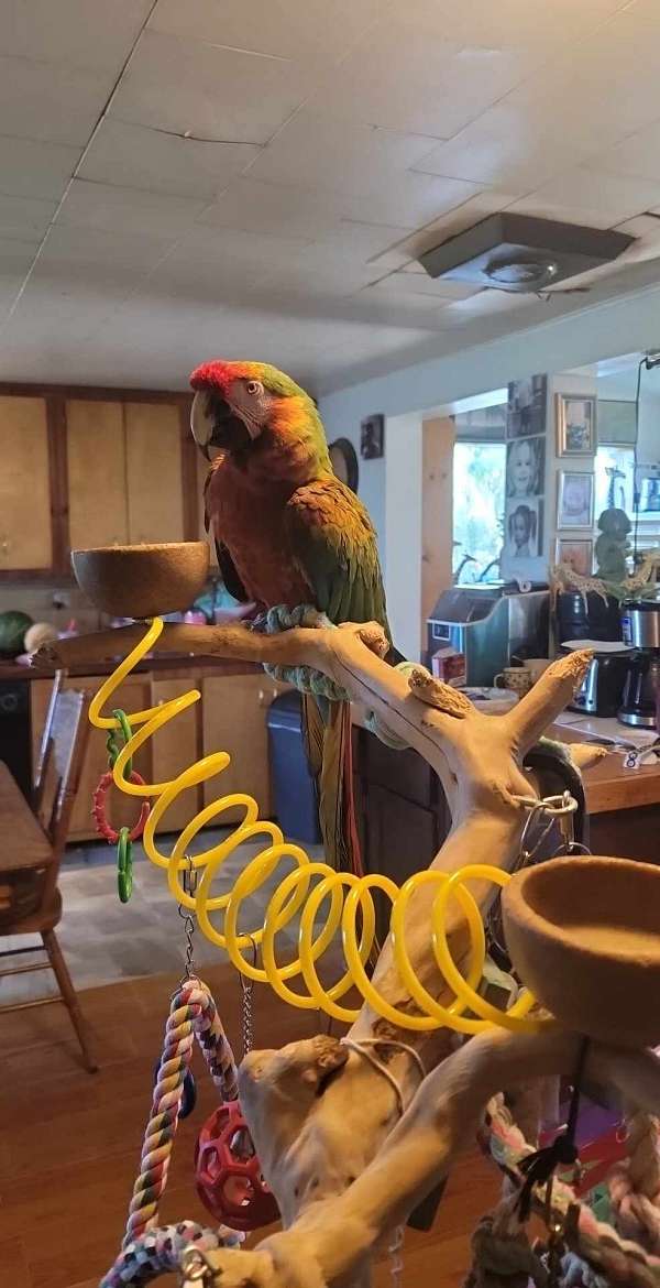 hybrid-macaw-for-sale-in-mecklenburg-ny