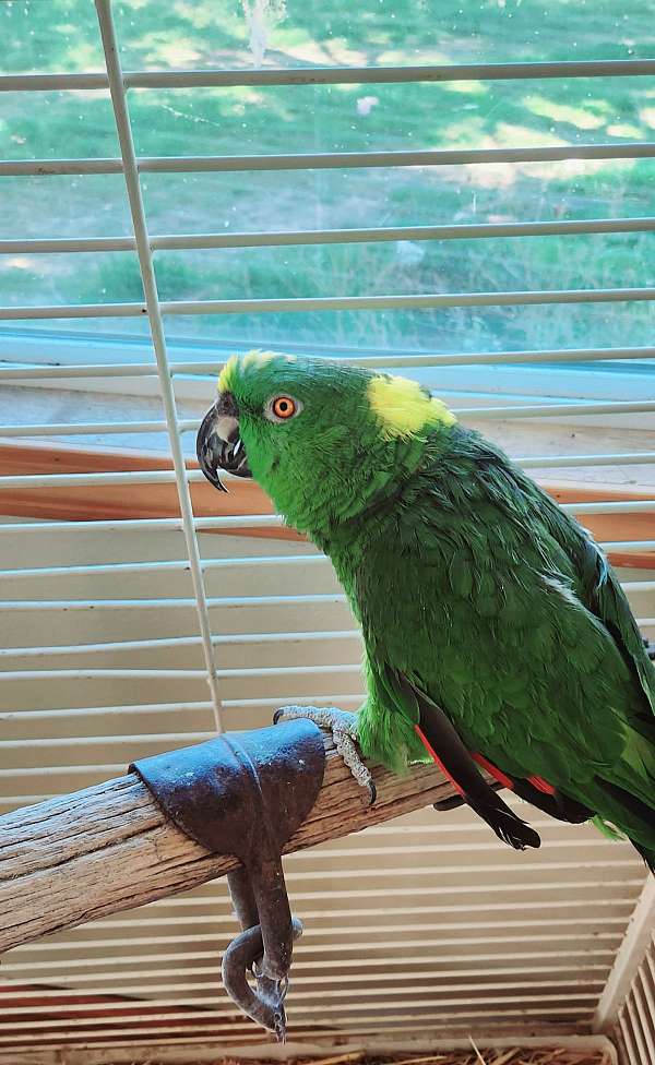 amazon-parrot-for-sale-in-payette-id