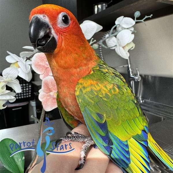 jenday-conure-for-sale-in-arlington-heights-il