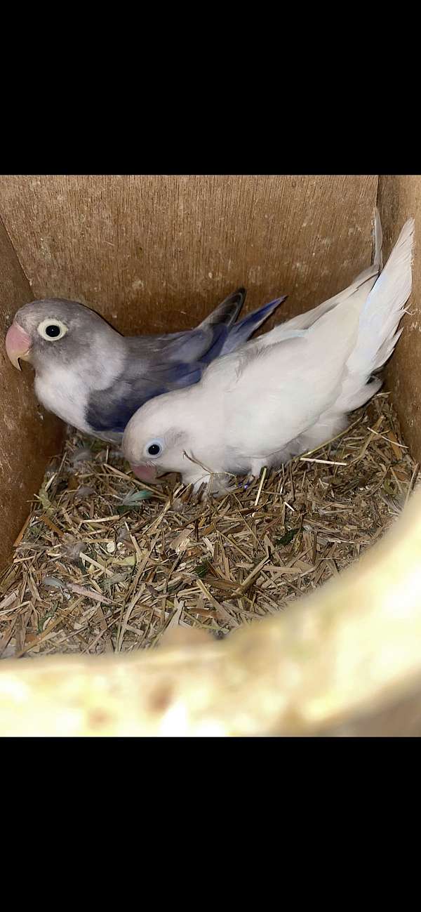 male-female-albino-blue-bird-for-sale