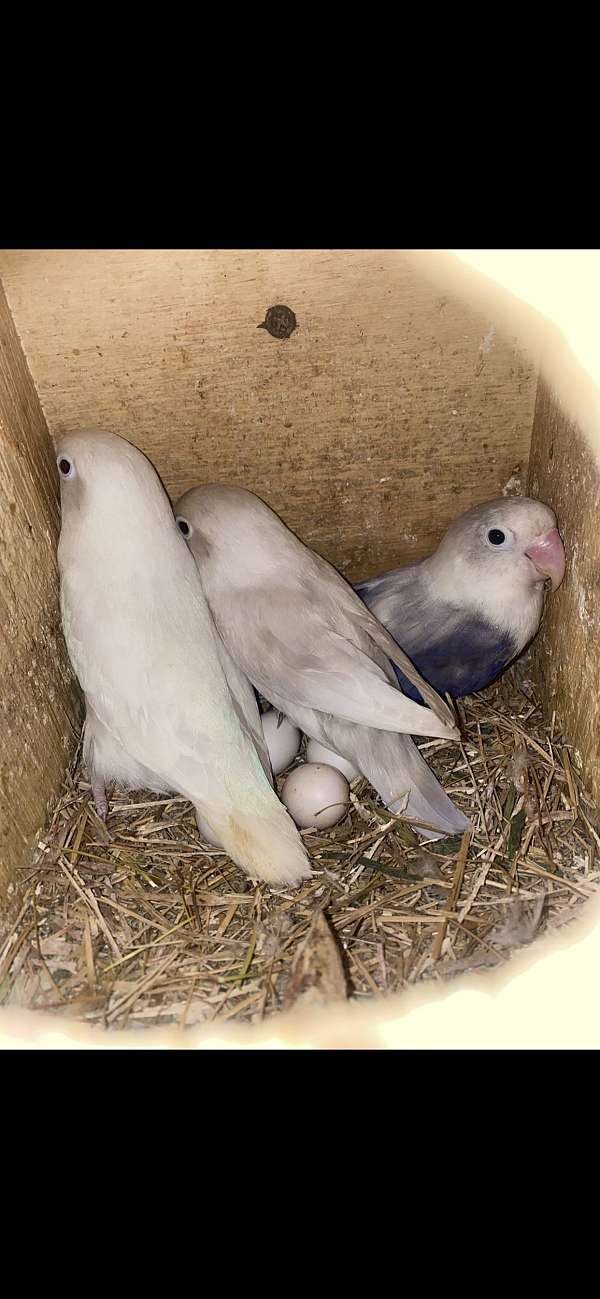 male-female-bird-for-sale-in-silver-spring-md