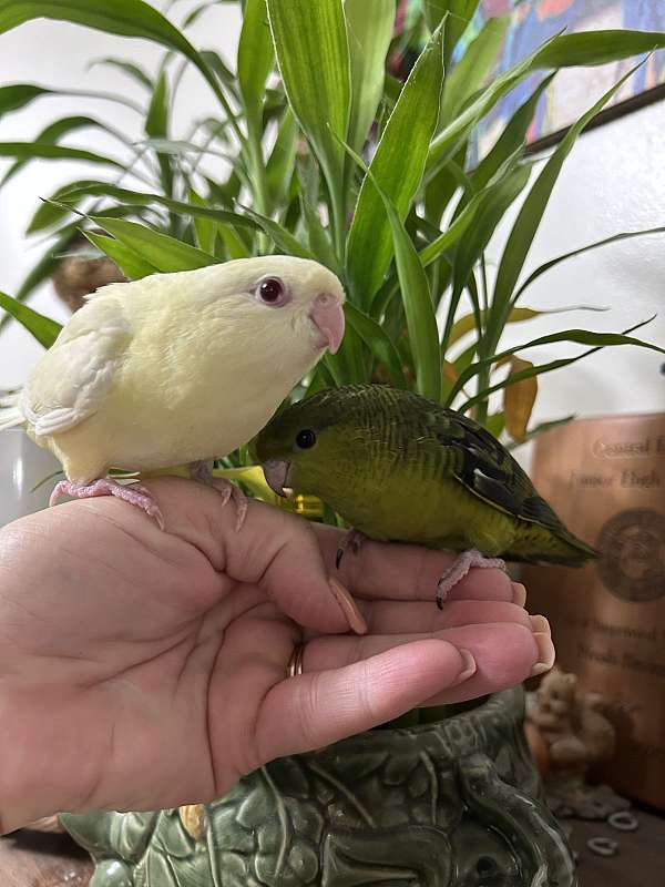 lineolated-parakeet-for-sale-in-layton-ut