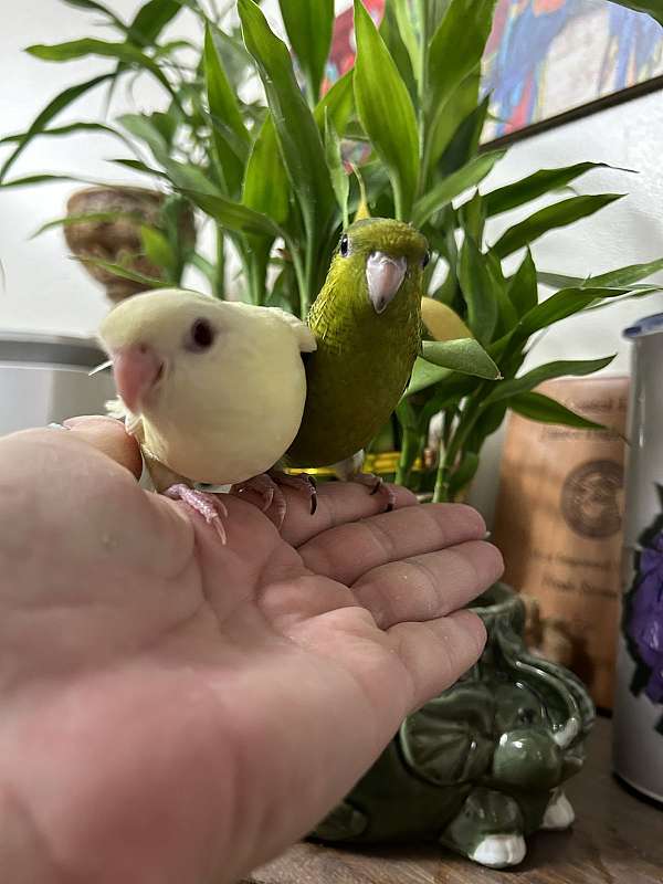 baby-lineolated-parakeet-for-sale