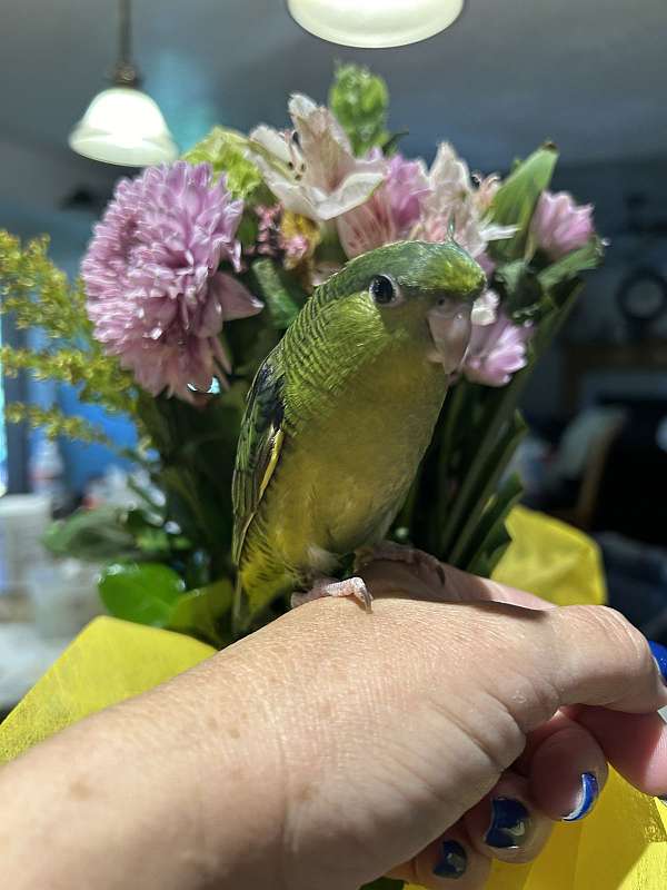 baby-lineolated-parakeet-for-sale