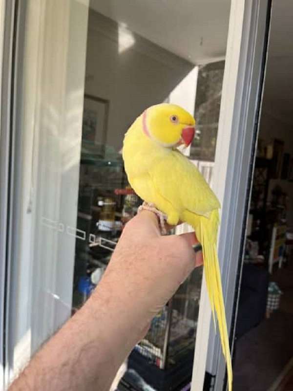 green-wing-macaw-for-sale-in-webster-tx