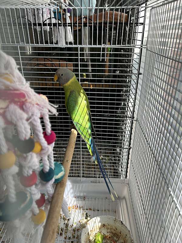 medium-plum-head-parakeet-for-sale