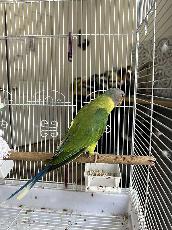 medium-plum-head-parakeet-for-sale