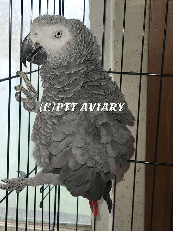 congo-african-grey-parrot-for-sale-in-jamestown-ny