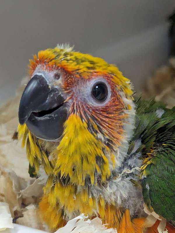 sun-conure-for-sale