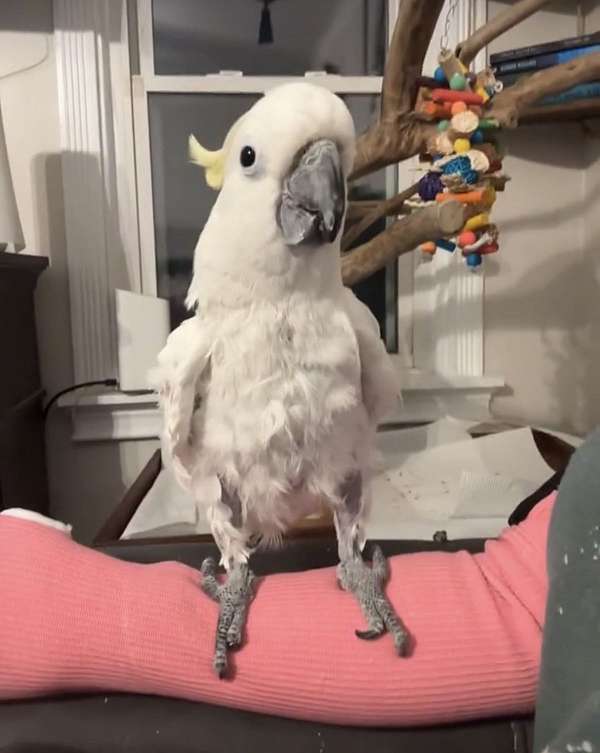 sulpher-crested-cockatoo-for-sale-in-rockland-ma