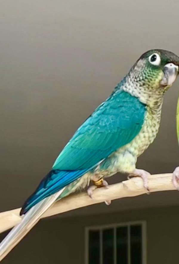 bird-parrot-rescue-in-gainesville-va