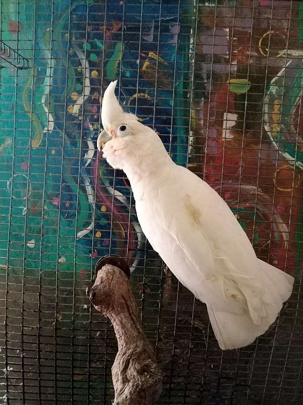 goffin-cockatoo-for-sale-in-lockhart-tx