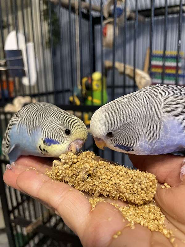 bonded-pair-bird-for-sale-in-asheville-nc