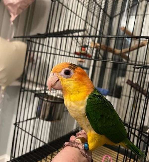white-bellied-caique-for-sale-in-ponte-vedra-beach-fl