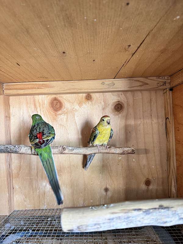 parakeet-for-sale-in-delano-ca