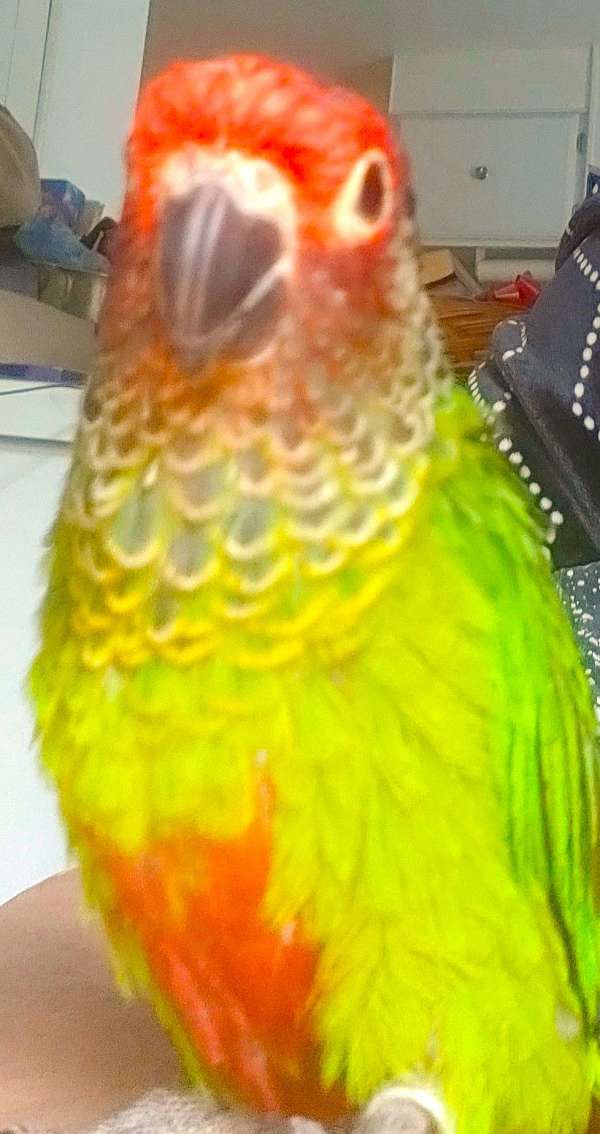cobalt-roseifrons-conure-for-sale