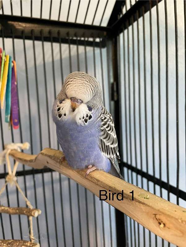 playful-bird-for-sale-in-asheville-nc