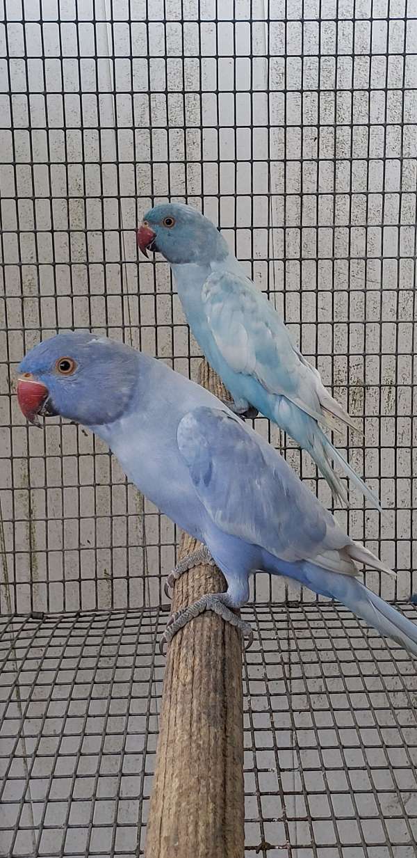 cobalt-lutino-bird-for-sale