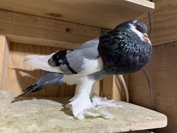 cute-tame-pigeon-for-sale