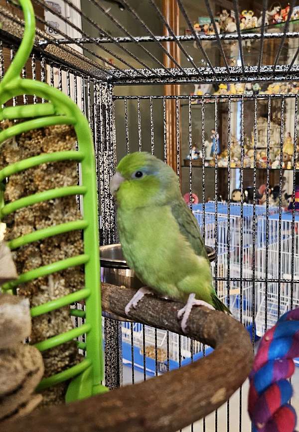 young-parrotlet-for-sale