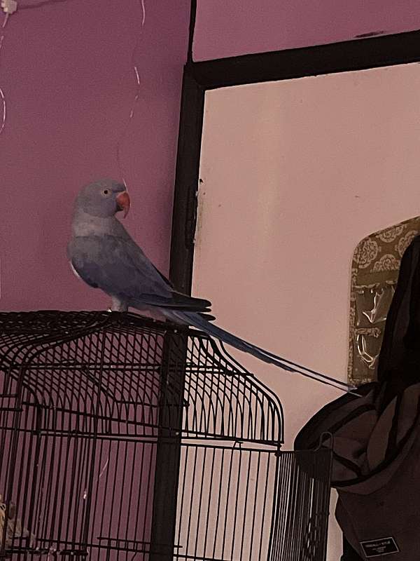 parrot-for-sale-in-hesperia-ca